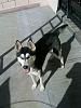 vendo perro husky (Hembra) 1100-401993_2905001699823_1103918458_33086958_643692183_n.jpg