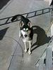 vendo perro husky (Hembra) 1100-382935_2905003779875_1103918458_33086959_1081408344_n.jpg