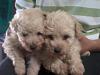 Vendo Cachorros french poodle :3-2013-12-02-13.04.11.jpg