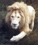 Avatar de Kronos