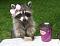 Avatar de MssRacoon