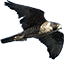 Halcon