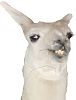 members/deuteros/albums/memes-que-faltan/2476-olakase.png