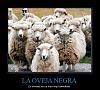 members/kamijo/albums/imagenes-del-monton/307-oveja-ninja-camuflada.jpg
